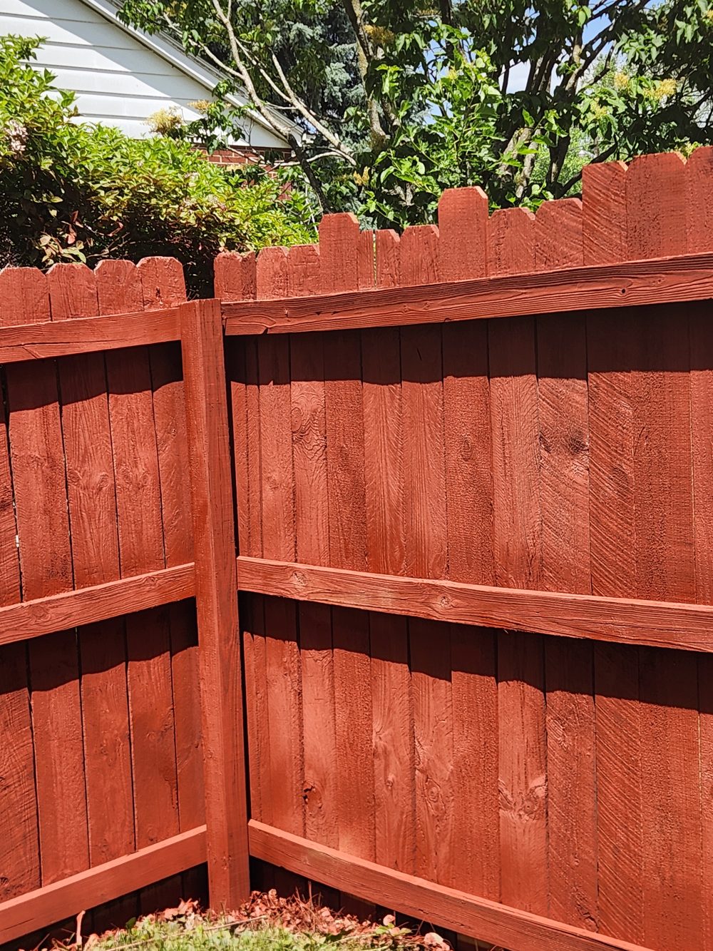 After: freshly stained privacy fence